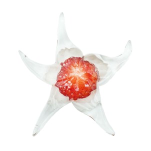 sea_star_red_glass_murano_original