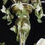 Venetian Chandelier Rosetto Bucolico - Original Murano Glass