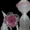 Venetian Chandelier Gemma Rose and White - Classique - Original Murano Glass