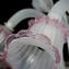 Venetian Chandelier Gemma Rose and White - Classique - Original Murano Glass