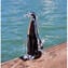 Pinguino figurina - Colori sommersi - 1 Pezzo - Vetro di Murano